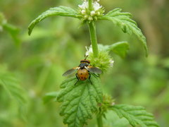 Gymnosoma dolycoridis
