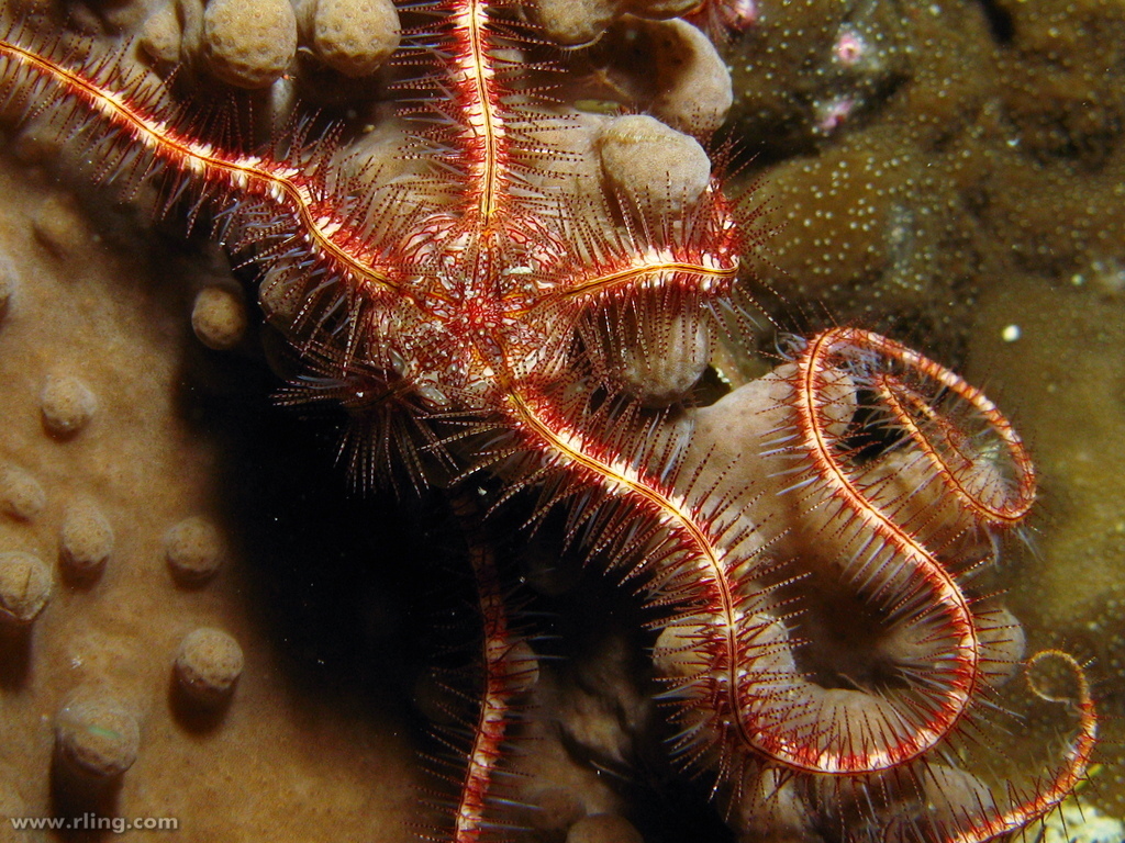 Dark Red-spined Brittle Star