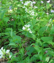 Arabis patens