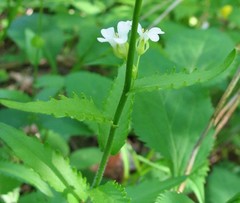 Arabis patens