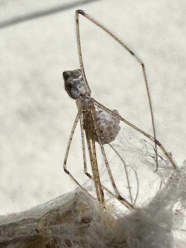 Tailed Cellar Spider photo 6