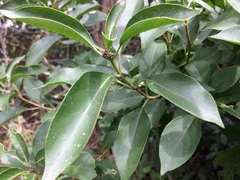 Magnoliopsida