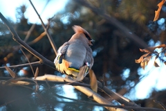 Bombycilla garrulus