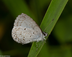 Udara placidula