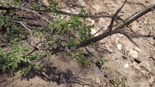 Bulnesia foliosa (Bulnesia foliosa)