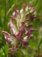 Anacamptis coriophora
