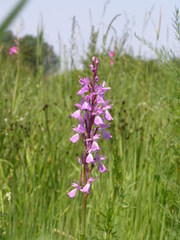 Anacamptis palustris