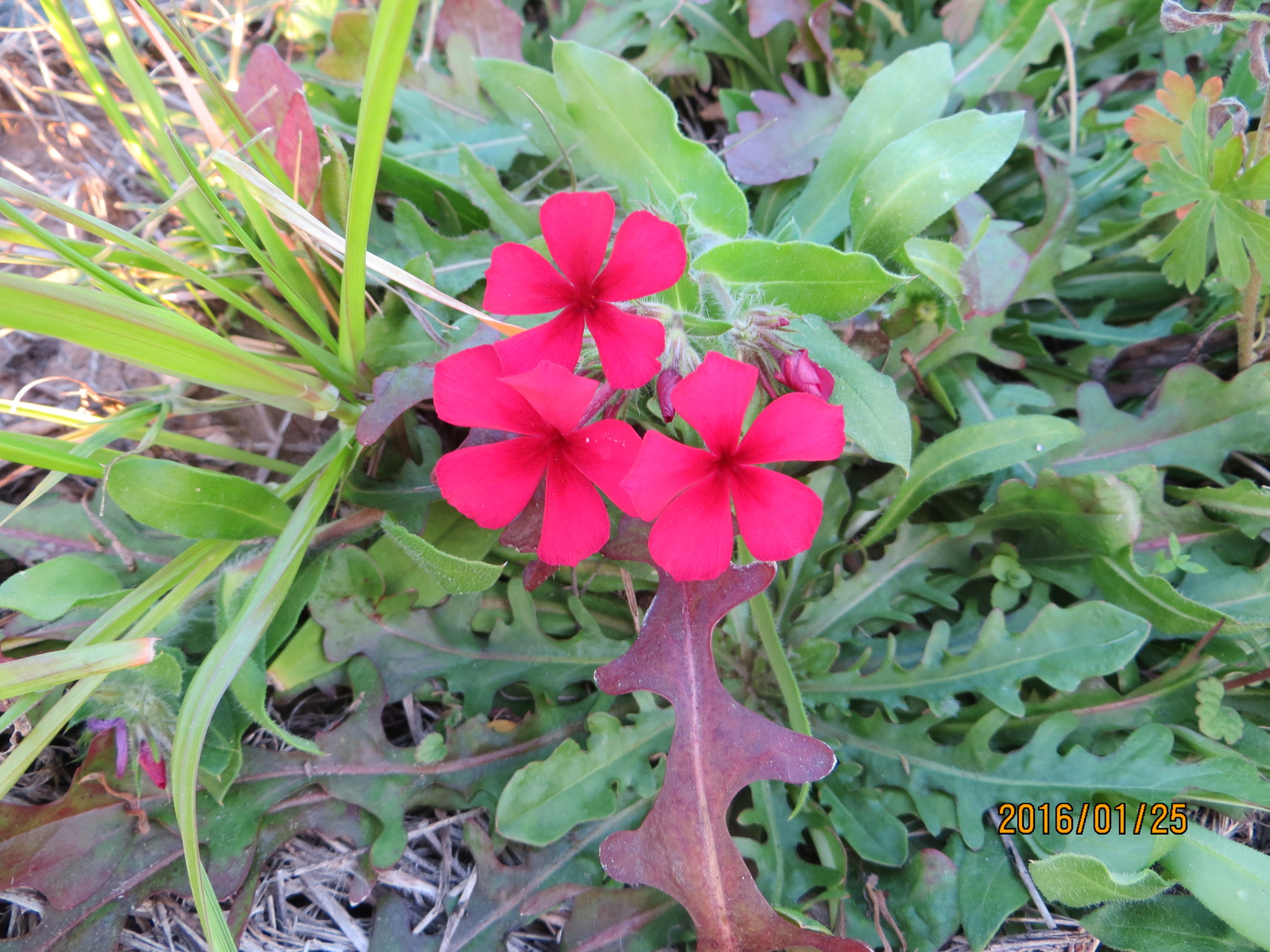 Phlox drummondii ssp. wilcoxiana