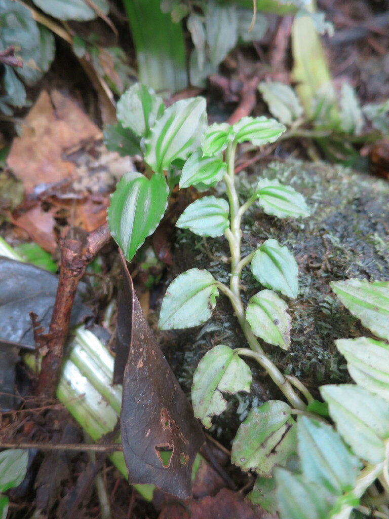 Liparis goodyeroides