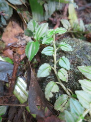 Goodyera goodyeroides (Liparis goodyeroides)