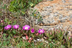 Carpobrotus virescens