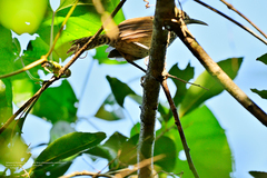 Pheugopedius maculipectus
