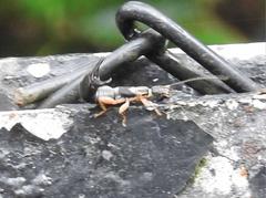Cranopygia