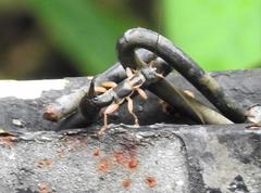 Cranopygia