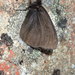Erebia mackinleyensis - Photo ללא זכויות יוצרים, הועלה על ידי Allan Harris