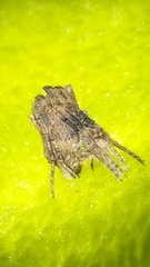 Cyphalonotus