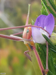 Macynia labiata