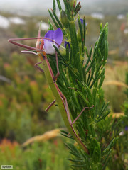 Macynia labiata