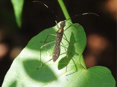 Marcius longirostris