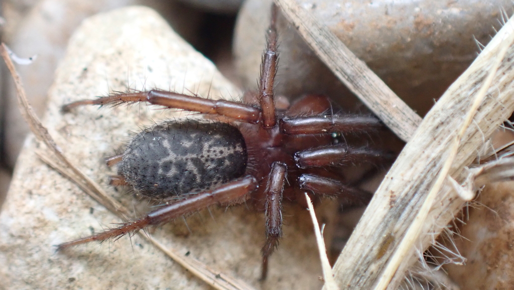 Gnaphosa alacris