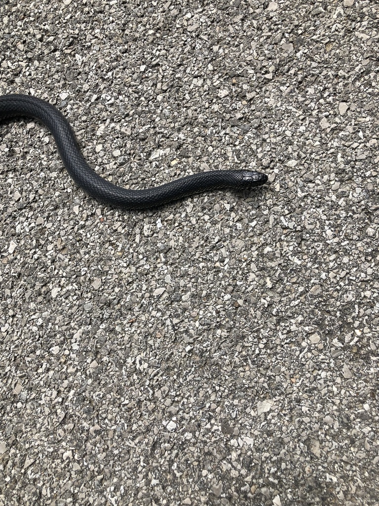 Black Kingsnake from Budd Rd, New Albany, IN, US on June 23, 2023 at 02
