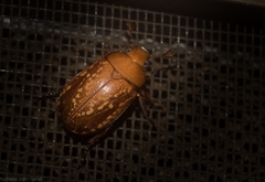 Anoplognathus concolor