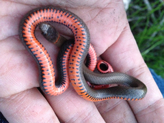 Diadophis punctatus modestus