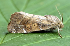 Cosmia affinis