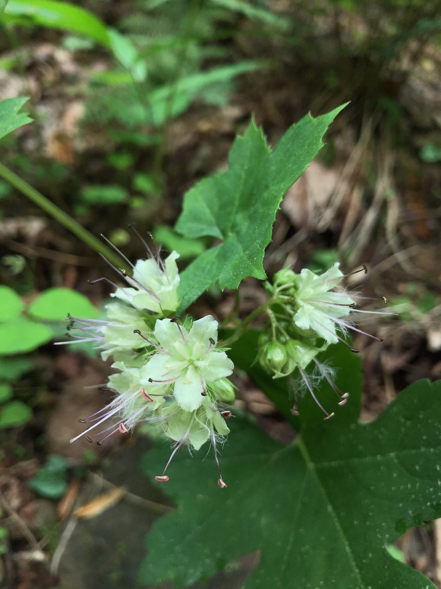 Hydrophyllum canadense