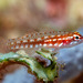 Shimada's Pygmygoby - Photo (c) François Libert, some rights reserved (CC BY-NC-SA), uploaded by François Libert