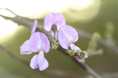 Millettia richardiana