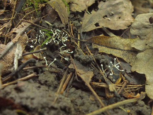 Ophiocordyceps entomorrhiza image