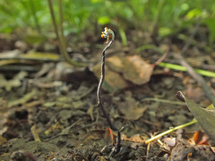 Ophiocordyceps entomorrhiza image