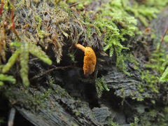 Ophiocordyceps variabilis image