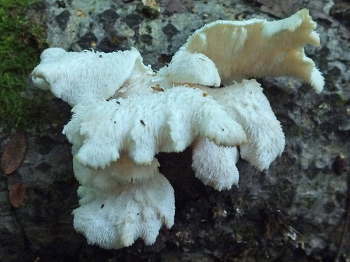 Tiered tooth fungus