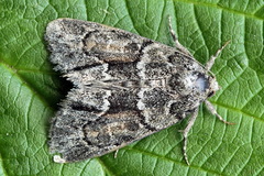 Cryphia fraudatricula