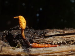Ophiocordyceps variabilis image