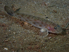 Bay Goby photo 4