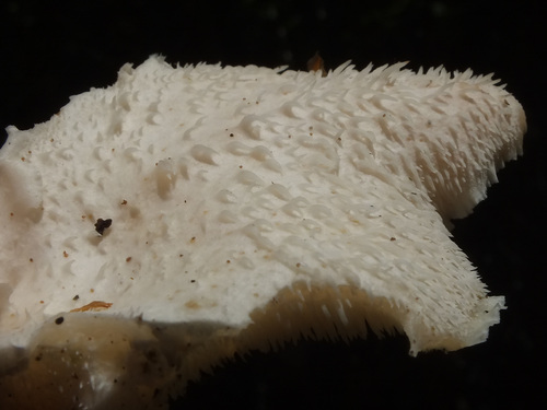 Hericium cirrhatum image