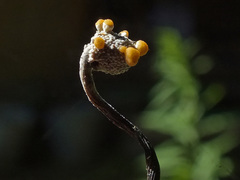 Ophiocordyceps entomorrhiza image