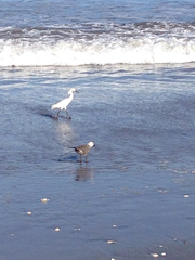 Leucophaeus modestus