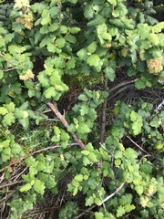 Chorilaena quercifolia