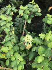 Chorilaena quercifolia