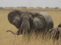 Loxodonta africana