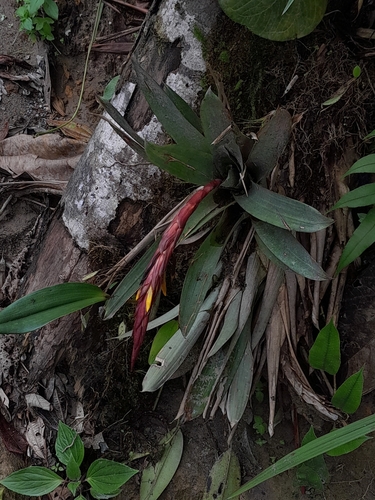 Guzmania bracteosa