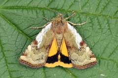 Cryptocala chardinyi