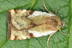 Cryptocala chardinyi