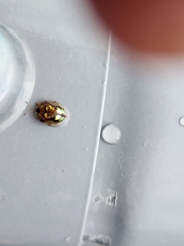 Mottled Tortoise Beetle