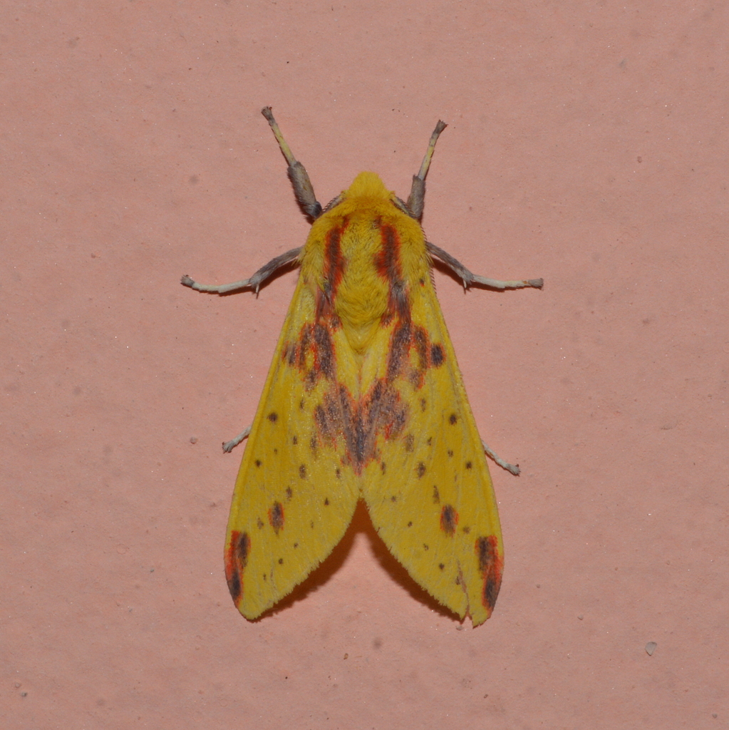 Symphlebia catenata