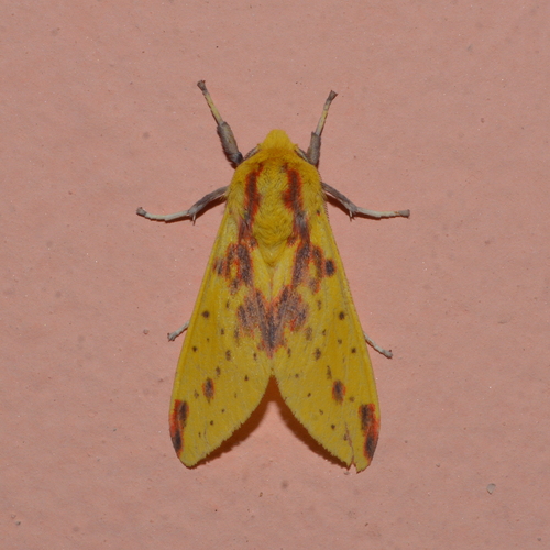 Symphlebia catenata